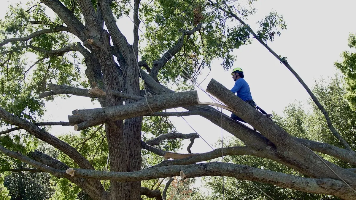 Professional Hazardous Tree Removal performed by certified arborists in Nicholville