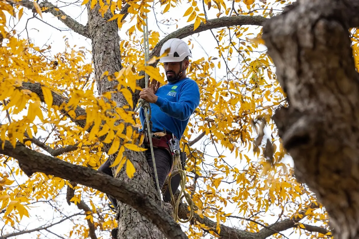 Skilled Storm Damage Cleanup crew working in Nicholville