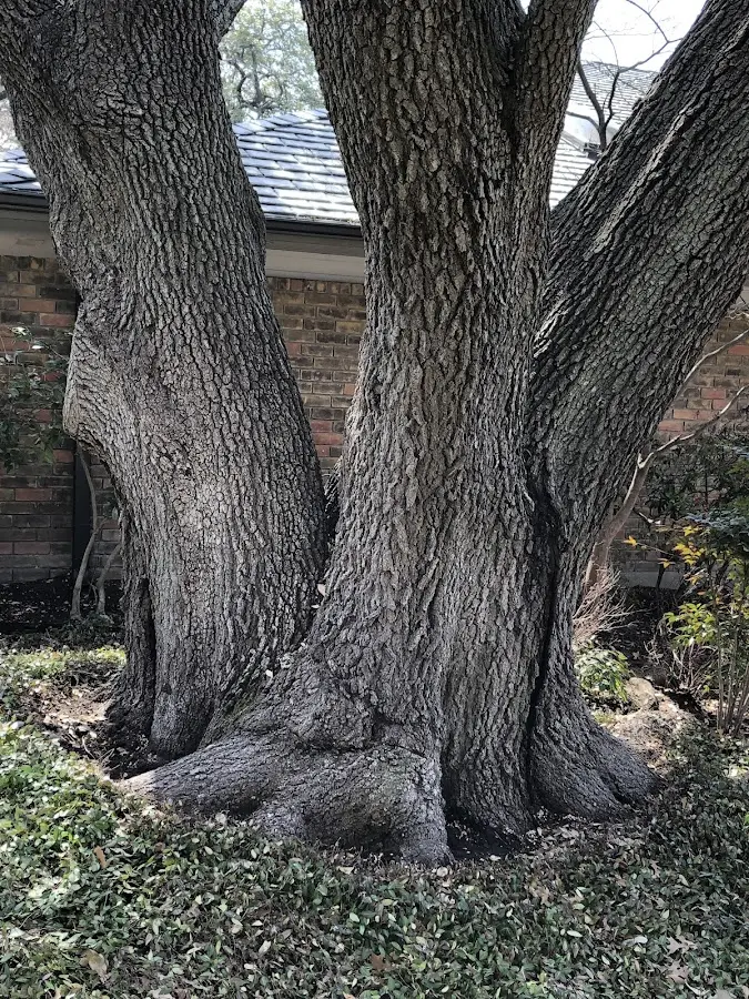 Mature heritage tree close to a Nicholville property cared for by certified arborists
