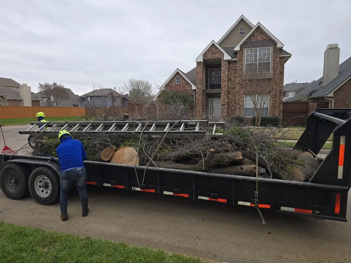 Expert Tree Removal with proper safety equipment in Nicholville